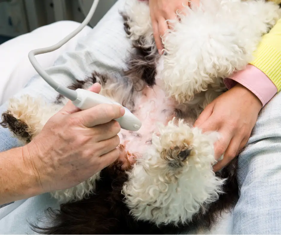 dog-ultrasound